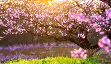 1494229542791711.png 竹外桃花.png
